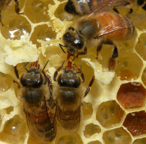 Honey bees image by Jessica Lawrence, Eurofins Agroscience Services, Bugwood.org.
