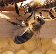 Honey bees atop hive board. Image © 2007 by Matt Cardy/Getty.