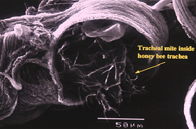 Above:  Arrow points at Tracheal mite burrowed inside honey bee trachea. Photomicrograph Penn State. Below: Varroa Mite. Both mites have seriously attacked honey bees in the past, but do not seem to be the answer to honey bee disappearances now.