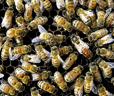 Honey bees crowding on hive. Millions have disappeared without explanation so far in North America, Europe, Ukraine, China, Taiwan, Guatemala, Brazil. High on the list of possible causes are pesticides such as neonicitinoids made from nicotine, which can harm bee memories and immune systems.
