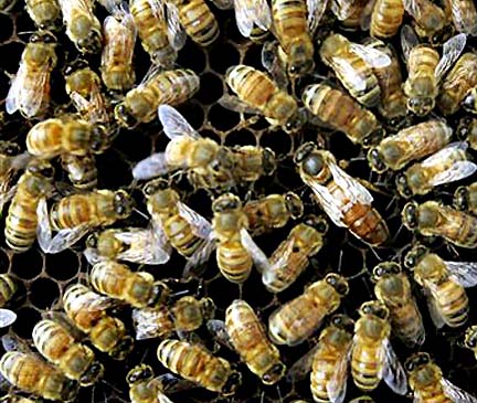 Honey bees crowding on hive. Millions have disappeared without explanation so far in North America, Europe, Ukraine, China, Taiwan, Guatemala, Brazil. High on the list of possible causes are pesticides such as neonicitinoids made from nicotine, which can harm bee memories and immune systems.