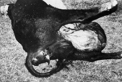One of the five pregnant heifers found dead on the Wyatt farm near Hope, Arkansas. A bloodless 18-inch by 22-inch excision had been made in the cow's belly from which its unborn calf still inside the unbroken uterine sac protruded. Inside the sac, the calf was completely dry. There was no uterine fluid. Photograph © 1989 by Juanita Stripling, Associate Editor, Little River News, Ashdown, Arkansas.