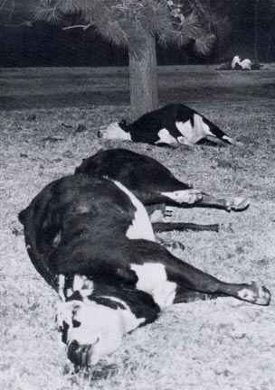 Four of five pregnant heifers found dead and laying in a straight line on the L. C. Wyatt farm near Hope, Arkansas, March 10, 1989. Three had rectum tissue excised in clean, bloodless "cookie cutter" ovals. One had an eye removed. Another had an 18-inch by 22-inch section of its belly removed from which its unborn calf in the uterine sac was protruding. Photograph © 1989 by Juanita Stripling, Associate Editor, Little River News, Ashdown, Arkansas.