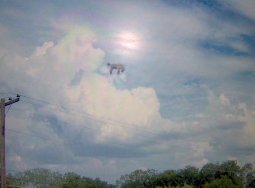 Alleged photograph of horse suspended in the air over a Texas location in June 2005. The photographer requests anonymity. See e-mail below. 