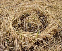 Above and below are three of the thirteen exquisitely woven features, each different, in the 13-fold geometry in the Huish wheat field reported July 20, 2003. Photographs © 2003 by Mark Fussell, cropcircleconector.com. 