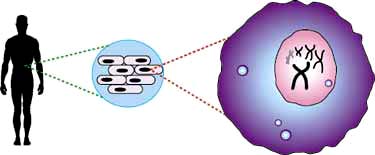 Every one of the 100 trillion cells in the human body has a blueprint about how to build that body. Those "genome" instructions are laid out in 3 billion "letters" on the 46 human chromosomes of DNA. Graphic © 2002 The Center for the Advancement of Genomics (TCAG).