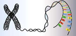 Each chromosome is one long string of DNA carrying genetic code to build a human body. Graphic © 2002 The Center for the Advancement of Genomics (TCAG).