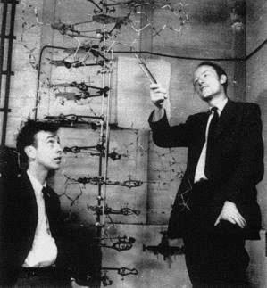 Francis Crick shows James Watson the double helix model of DNA that they started building on March 4, 1953, and finished in the evening of March 7, 1953, in their Austin Wing room at the Cavendish Laboratories, Cambridge, England.