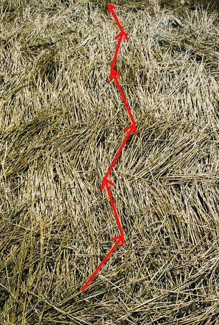 Zigzag lay of wheat in areas of the flattened wheat circle where the rings and appendages joined the circle. Photo and graphic overlay for clarity © 2006 by Jeffrey Wilson, ICCRA.