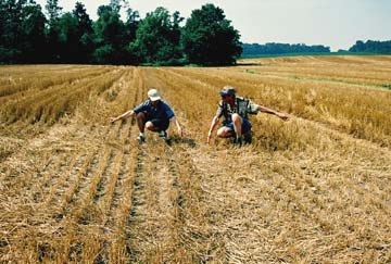 Ted Robertson and Roger Sugden, ICCRA, point in opposite directions from the point in the rings where the wheat went down in opposite directions and flowed onto the large flattened circle where the rings connected. Photograph © 2006 by Jeffrey Wilson, ICCRA.