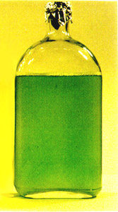 Beaker of Chlamydomonas reinhardtii algae culture which produces hydrogen gas in labs at University of California, Berkeley and National Renewable Energy Laboratory in Golden, Colorado. Photograph courtesy University of California, Berkeley, January 2000.