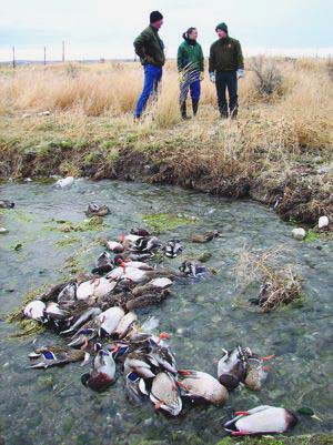 Some of the 2,500 mallard ducks that had died between December 8 and 13, 2006, along Land Creek Springs near Oakley, Idaho. Photo courtesy Idaho Fish and Game.
