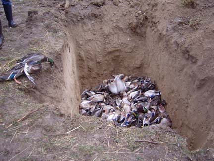 The dead mallard duck carcasses were hauled to a local pit, incinerated and covered with soil. All images courtesy Idaho Fish and Game Department.