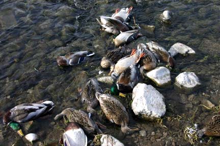 David Parrish: "These photos were taken the morning of December 13, 2006, as Idaho Dept. of Fish and Game staff was removing carcasses from the site for disposal. We removed the carcasses for several reasons: to ascertain whether additional ducks were dying; to minimize the potential for secondary mortality to predators; and to address the potential for a public health issue."