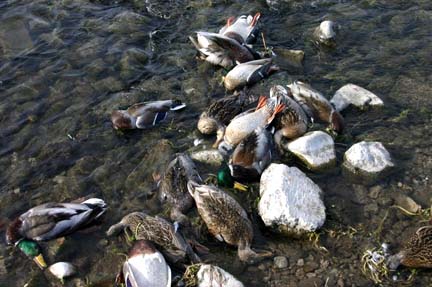 David Parrish:  "These photos were taken the morning of December 13, 2006, as Idaho Dept. of Fish and Game staff was removing carcasses from the site for disposal. We removed the carcasses for several reasons: to ascertain whether additional ducks were dying; to minimize the potential for secondary mortality to predators; and to address the potential for a public health issue."