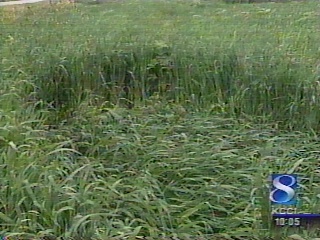 The Humboldt County Sheriff's investigators said there were no visible human or animal tracks around the dozen areas of downed oat plants.