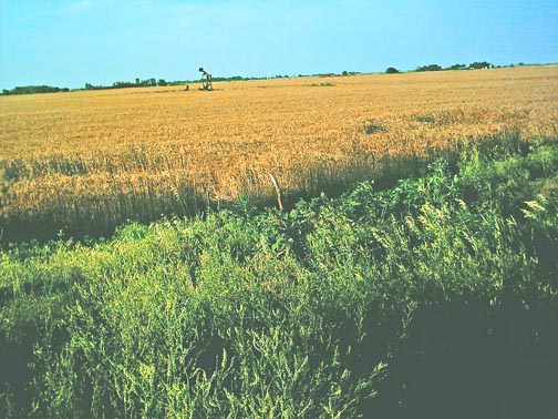 Left is western circle; right is eastern circle. Each circle is about 28 feet in diameter defined by three different heights of wheat. Photograph © 2006 by Diane and Renee Ecklund.