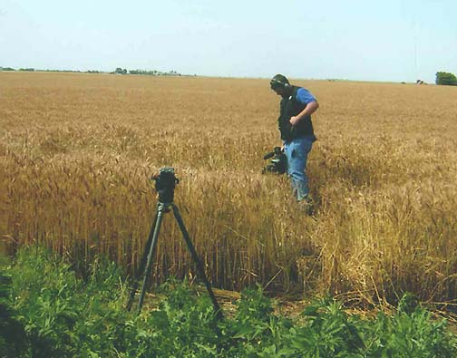KWCH-TV, which covers Herington, Kansas, broadcast a news report last week about the two odd circles in the Ecklund wheat field. Photograph © 2006 by Diane and Renee Ecklund.