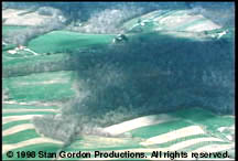 The unidentified aerial object reportedly fell at 4:47 p.m. on December 9, 1965, in a large wooded area near the village of Kecksburg, Pennsylvania. Aerial photograph © 1998 by Stan Gordon Productions.