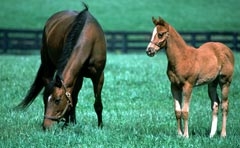 Lexington, Kentucky thoroughbred mare and foal. Photograph courtesy University of Kentucky.