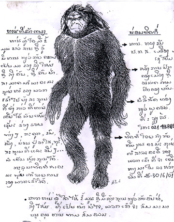  Drawing by Alika Lindbergh based on sketches by Bernard Heuvelmans, Ph.D., and Boris Porchnev in Plate 48 of their book, L'Homme de Neanderthal est Toujours Vivant, Paris, 1974, and used in the Laos adventure to show local residents in markets. 