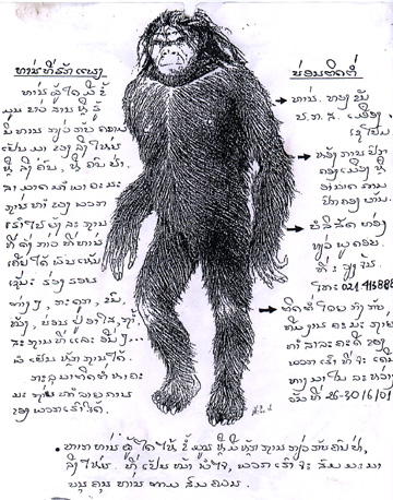 Drawing by Alika Lindbergh based on sketches by Bernard Heuvelmans, Ph.D., and Boris Porchnev in Plate 48 of their book, L'Homme de Neanderthal est Toujours Vivant, Paris, 1974, and used in the Laos adventure to show local residents in markets.