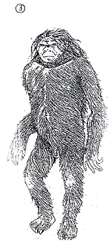 Reconstitution drawing of what Minnesota Iceman might have looked like alive and upright, based on the scientific drawings and measurements made in December 1968 by Dr. Bernard Heuvelmans.