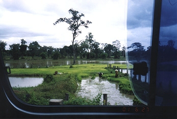 Wet rice paddies along the road to Savannakhet and Xepon. Photograph by Linda Moulton Howe.