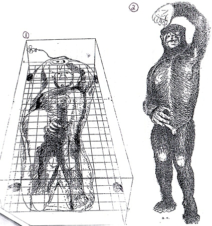 Fig. 1: Rough sketch of the body by Dr. Bernard Heuvelmans in December 1968 of what he called Homo pongoides in the block of ice contained in a coffin-like freezer on the remote Minnesota farm run by a Frank D. Hansen, a former Captain in the 343rd Fighter Group of the USAF stationed at Danang, Vietnam. Fig. 2: Scientific drawing by Dr. Heuvelmans of the Iceman "after rectification of optical distortions through the ice." Sketches from book L'Homme de Neanderthal est Toujours Vivant by Dr. Bernard Heuvelmans, Ph.D., and Boris Porchnev, Paris, 1974.