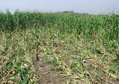 Corn laid down same direction in rows in circle and rectangle pattern reported August 23, 2004, in Lawton, Michigan. Photograph © 2004 by ICCRA.