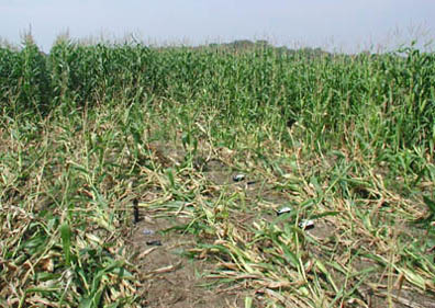  Corn laid down same direction in rows in circle and rectangle pattern reported August 23, 2004, in Lawton, Michigan. Photograph © 2004 by ICCRA.