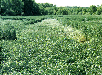 Wheat field found flattened with scalloped edges for 600 feet in Linfield, Pennsylvania, reported on May 24, 1992. Photograph © 1992 by Bruce Rideout.