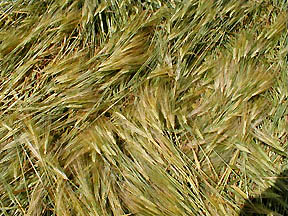 Barley plants overlapping at 90 degree angles, sometimes three layers deep, were found throughout the randomly downed Litchfield, Minnesota, field first reported on July 4, 2004. Photograph © 2004 by Terry Fisk.