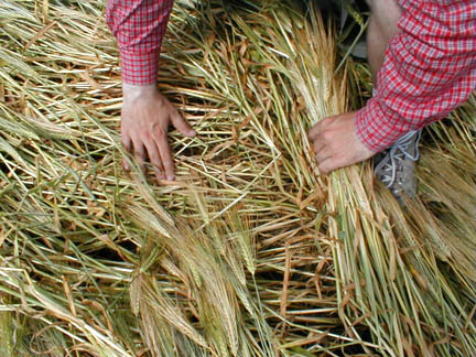 Chad Lewis parts upper layer of Litchfield barley plants laying at 90 degree angle over underlying plants. Photograph © 2004 by Terry Fisk.