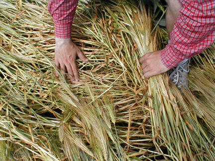 Crop Circles in Tilden, Wisconsin Oats and 90-Degree Angles in ...