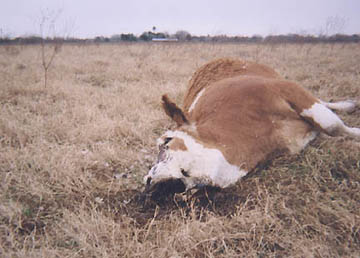 January 5, 2005, Sandia, Texas, cow also discovered dead and mutilated about 150 yards from dead and mutilated bull. Similar excisions as bull, but no large, bloodless hole in the chest. Photographs taken by Chris Dimukes and © 2005 South Side Sun.
