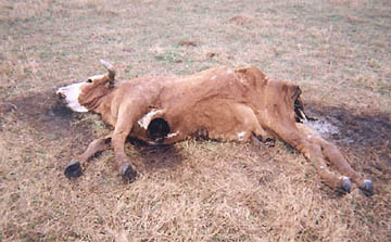 January 5, 2005, Sandia, Texas, bull discovered dead and mutilated with large, bloodless hole in chest by James Lund and his nephew, Chris Dimukes. Photograph taken by Chris Dimukes and © 2005 South Side Sun.