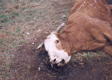 Sandia, Texas bull's eyes, tongue and couple of teeth removed, along with circular flesh on front leg, penis and scrotum and large circular section of bull's rear. Photographed on January 5, 2005, by Chris Dimukes © 2005 by South Side Sun.