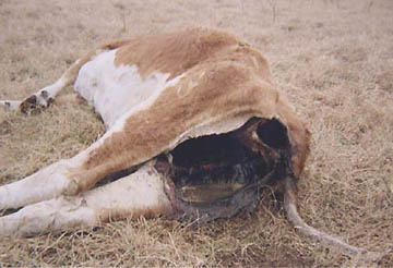 January 5, 2005, Sandia, Texas, large, bloodless section of cow's intestinal, vaginal and rectal tissue removed, leaving darkened residue as if exposed to high heat. Photograph taken by Chris Dimukes and © 2005 South Side Sun.