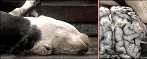 Cow infected by Bovine Spongiform Encephalopathy (BSE) that destroys brain tissue (on right) with a myriad of holes that resemble a sponge. Photographs courtesy www.mad-cow.org.  