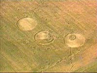 Above: Mayville, Wisconsin circles that resident Art Rantala allegedly watched form one at a time over about 15 seconds while rain was falling on the wheat field. Below, the small circle of standing wheat inside one of the three Mayville circles. Photographs © 2003 by MilwaukeeChannel.com.