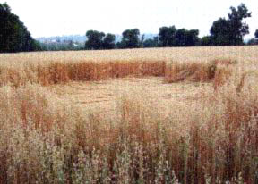 Randomly downed pattern in oats reported May 1, 2005, in Morelia, Michoacan, Mexico. Photograph © 2005 by www.laesferaazul.com.