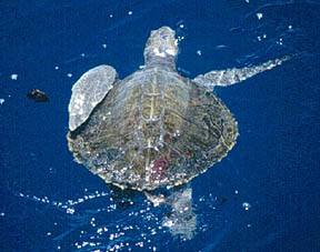 Olive Ridley Sea Turtle. Image courtesy NOAA.