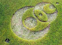 Left: Miamisburg, Ohio, pattern in 8-foot-tall corn reported on September 1, 2004, near ancient Miamisburg Mound. Length 222 feet. Aerial photograph © 2004 by Jeffrey Wilson. Right: Pattern discovered by soybean farmer near ancient Serpent Mound in Locust Grove, Ohio, on August 17, 2003. Length 271 feet. "Eyes" in both patterns are Vesica Pisces geometries created by overlapping circles and both patterns have two small circles outside main pattern. Aerial photograph © 2003 by Jeffrey Wilson and Roger Sugden.