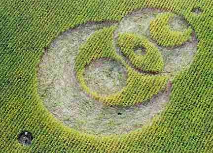 Large pictogram measured 220 feet in 8-foot-tall Miamisburg, Ohio, corn field reported September 1, 2004. See 09-02-04 Earthfiles. Aerial photograph © 2004 by Jeffrey Wilson.