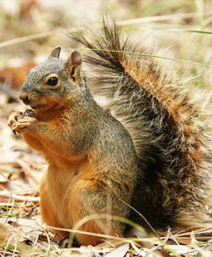 Fox squirrel - such as most of the dead squirrels found between P. J. Hoffmaster and Grand Haven State Parks on the eastern shore of Lake Michigan since mid-September 2004.