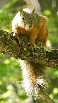 Left: Fox squirrel. Right: Grey squirrel - a few also found dead.