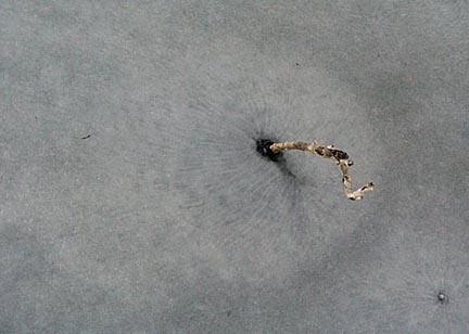 Both the hole in the ice circle that has a plant stem marking it and another ice hole in the lower right have a radiating radial pattern. Only the holes in this small area of the ice circle had small dark spots visible in the photograph. Photograph © 2003 by Vaughn Hobe.