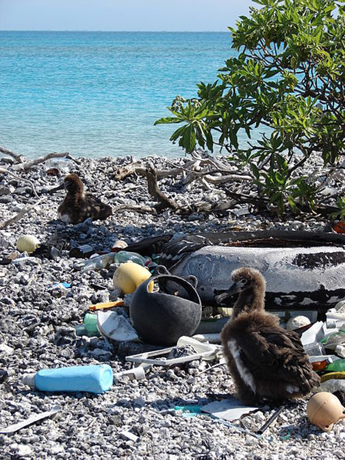 More than a million Laysan Albatrosses (Tournefortia argentea) live on the Midway Atoll National Wildlife Refuge in the middle of the Pacific Ocean administered by theU. S. Fish and Wildlife Service (FWS). Above are albatross chicks amid plastic garbage accumulating on Midway and sadly being eaten by and hurting the albatrosses. Once home to the Midway Naval Air Station, Midway is now a U. S. Minor Outlying Island only 2.4 square miles in size positioned 3,200 miles (5,200 km) west of San Francisco and 2,500 miles (4,100 km) east of Tokyo. Image © 2008 by U. S. Navy.