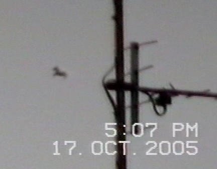 Frame of digital videotape shot by Antonio Urze at 5:07 p.m. from his 6th floor apartment balcony in Milan, Italy, on October 17, 2005. Antennae are in foreground; horse is about 100 feet high, suspended in the air in front of the apartment balcony. Image © 2006 by Jaime Maussan Productions.